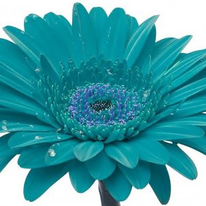 Designer Choice Custom Design NAME YOUR PRICE