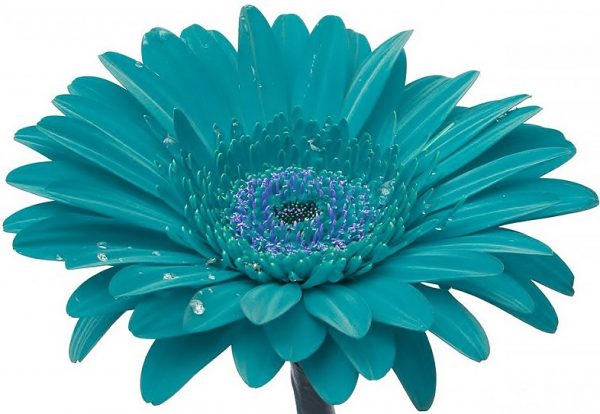 teal gerber daisy