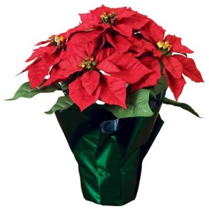 7.5 In Poinsettia in basket with Holiday Bow