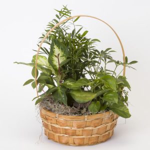 Small Dishgarden. Photos are examples