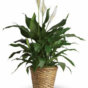 Spathiphyllum (peace lily) 6'' pot size