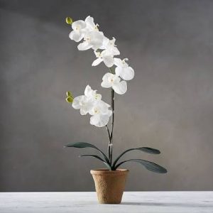 Orchid 6.5'' color varies-