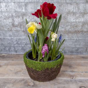 Bulb Garden Planter-Spring favorite While supply lasts