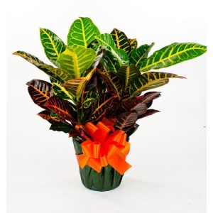 6" Pot Green House plant. Photo is example of a Croton