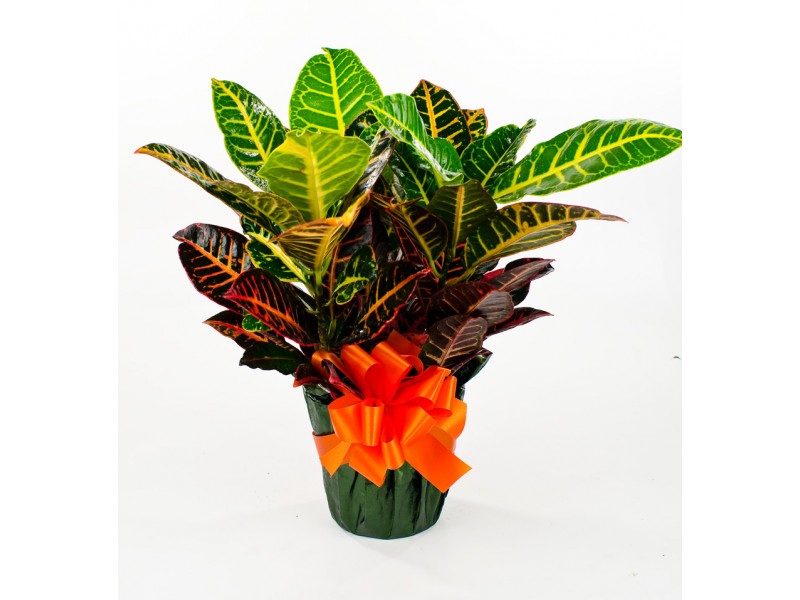 6" Pot Green House plant. Photo is example of a Croton
