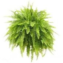 10" Hanging Boston Fern