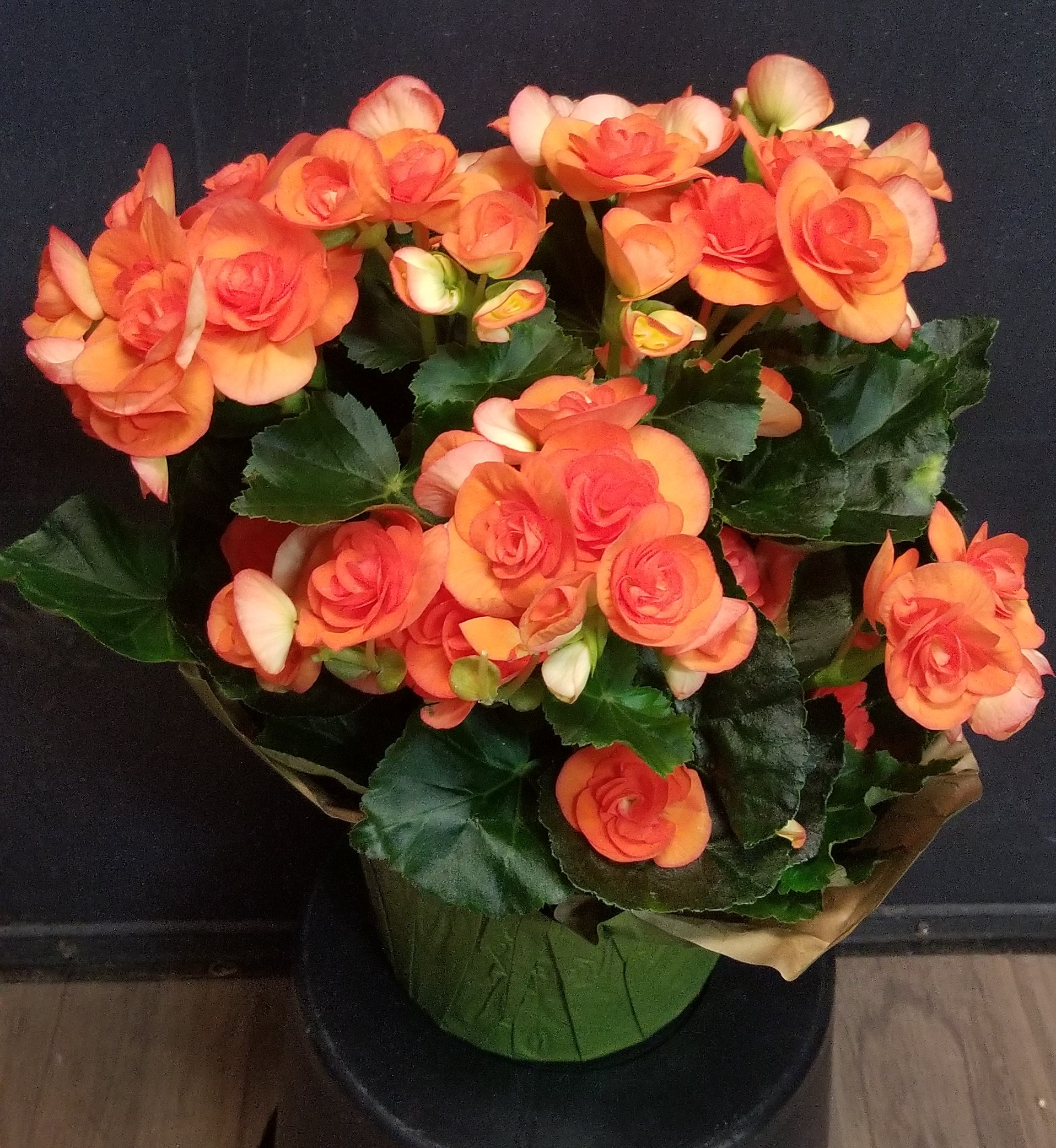 Blooming Plants in 6.5 in pot (pick up only). Photos are examples. - Image 2