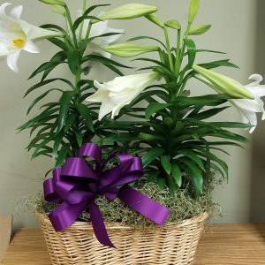 Easter Lily Double Basket-Each lily 5-6 blooms