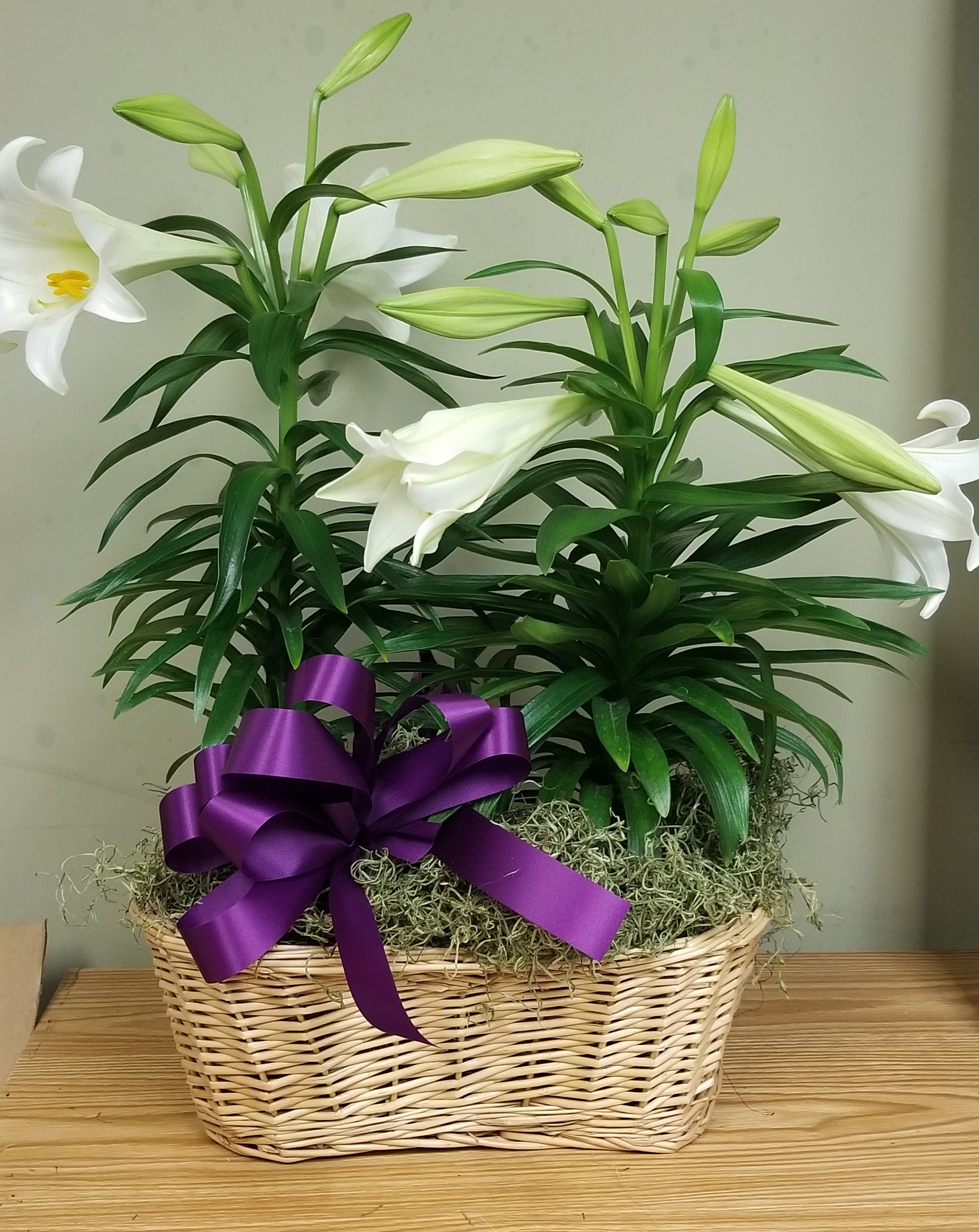 Wagnus Easter Lily