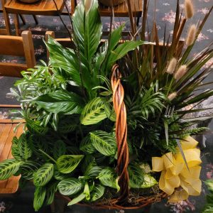 Large Dishgarden-Photos are examples only