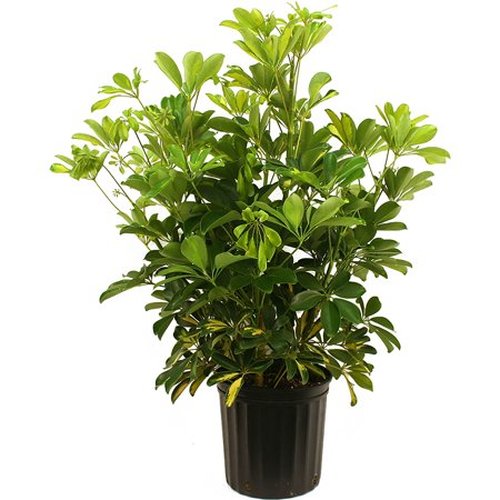 8" pot Indoor house plant with wicker basket
