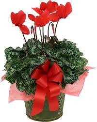 Blooming Plant in novelty container with bow, Photos are examples, stock varies