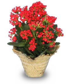 Blooming Plants in 6.5 in pot (pick up only). Photos are examples.