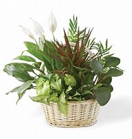 Medium Dishgarden. Photos are examples only.