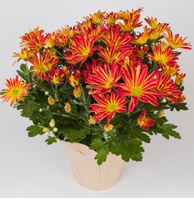 Blooming Plants in 6.5 in pot (pick up only). Photos are examples. - Image 3