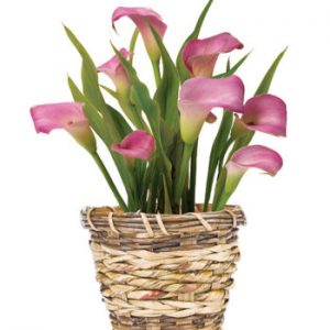 6" Calla Lily-Limited supply