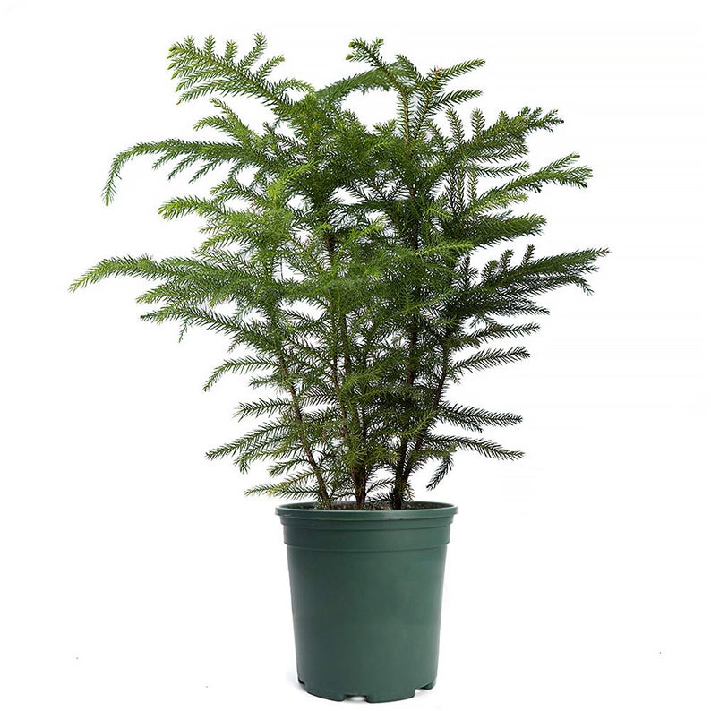 Norfolk Pine