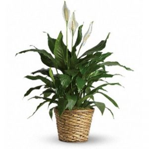 Spathiphyllum (peace lily) XL 10in pot