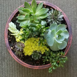 10" Assorted Succulent Bowl-limited supply