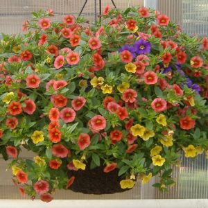 13 In Hanging Blooming Baskets Limited supply
