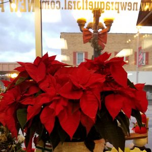 10 In Poinsettia with Holiday Bow STUNNING!