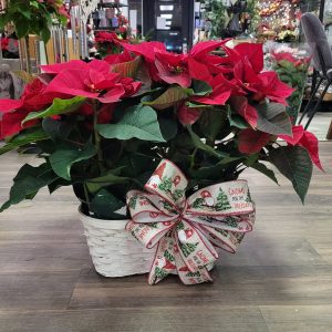 Double Regular sized Poinsettia in basket with Holiday Bow
