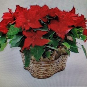 Triple 6.5 In Poinsettia in basket with Holiday Bow Available-Out until Monday