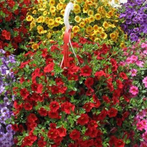 Outdoor Planter Club -Seasonal(Spring, Fall, Winter)