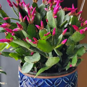 Seasonal Novelty Blooming Plant options Photos are examples, stock varies