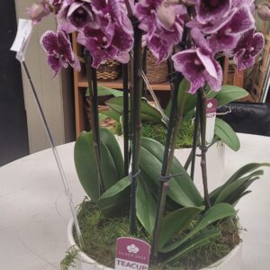 10" Teacup Orchid color varies- limited supply